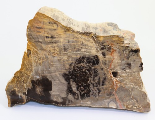 Kieselholz dadoxylon perm - kieselholz,,